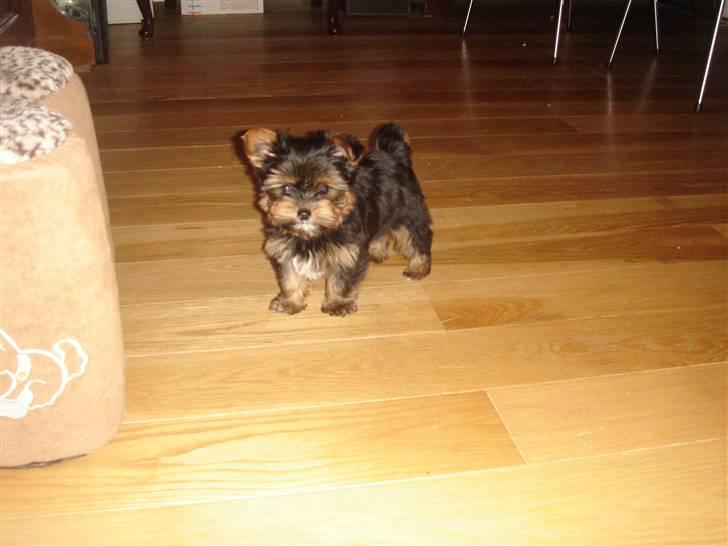 Blanding af racer Yorkshire/malteser Naruto - Foran mit nye hus billede 5