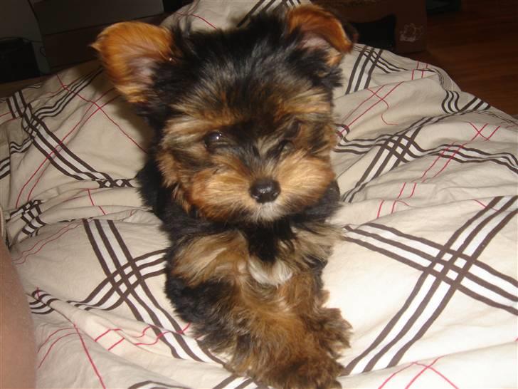 Blanding af racer Yorkshire/malteser Naruto - er jeg ikke nuttet? billede 6