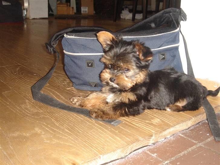 Blanding af racer Yorkshire/malteser Naruto - Så kan jeg da lige spise en skoletaske!! billede 7