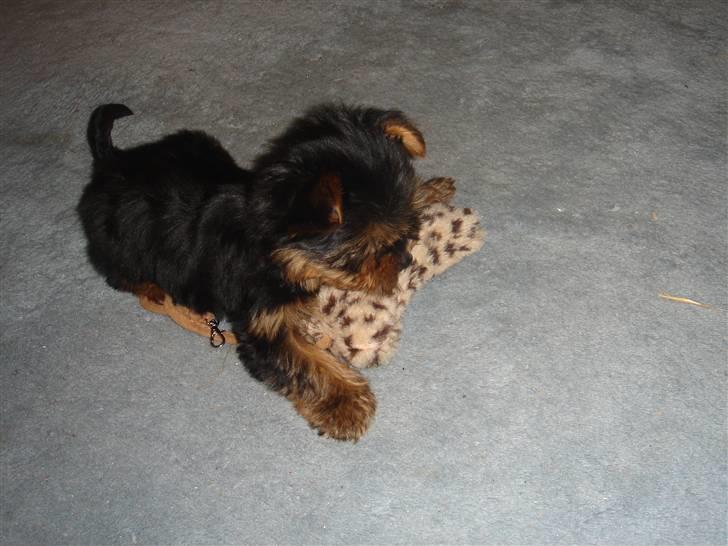 Blanding af racer Yorkshire/malteser Naruto billede 8