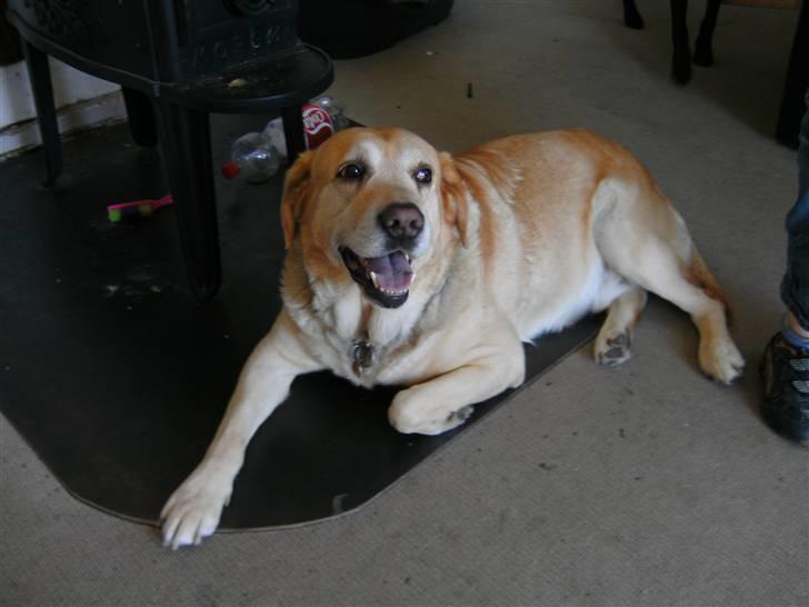 Labrador retriever |Skipper  billede 14