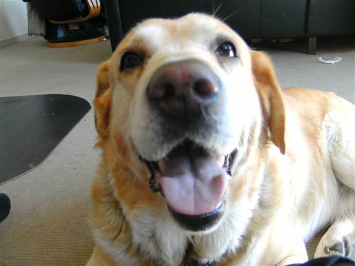 Labrador retriever |Skipper  billede 7