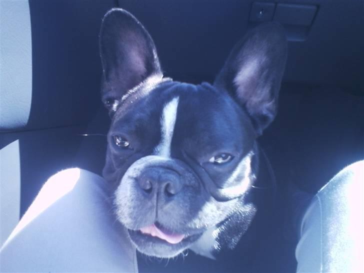 Fransk bulldog macho billede 12