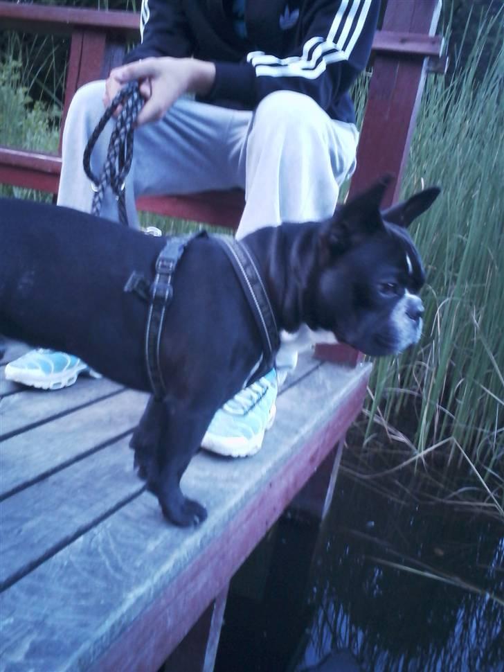 Fransk bulldog macho billede 13