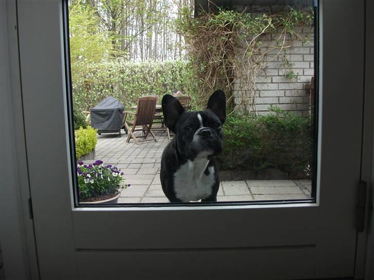Fransk bulldog macho billede 14