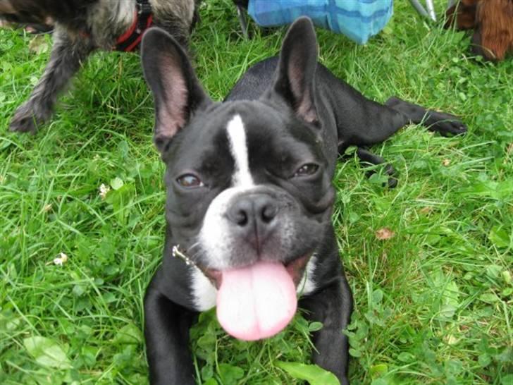 Fransk bulldog macho billede 15