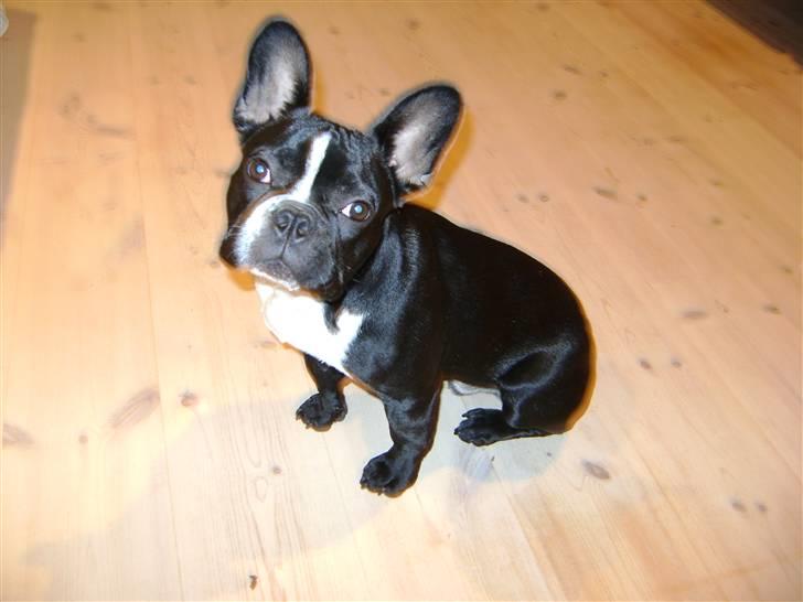 Fransk bulldog macho billede 16