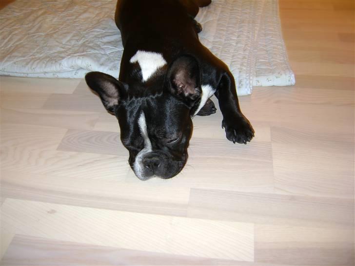 Fransk bulldog macho billede 17
