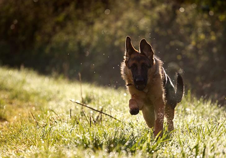 Schæferhund Soya billede 15