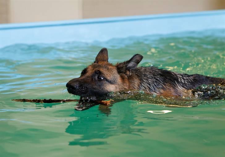 Schæferhund Soya billede 16