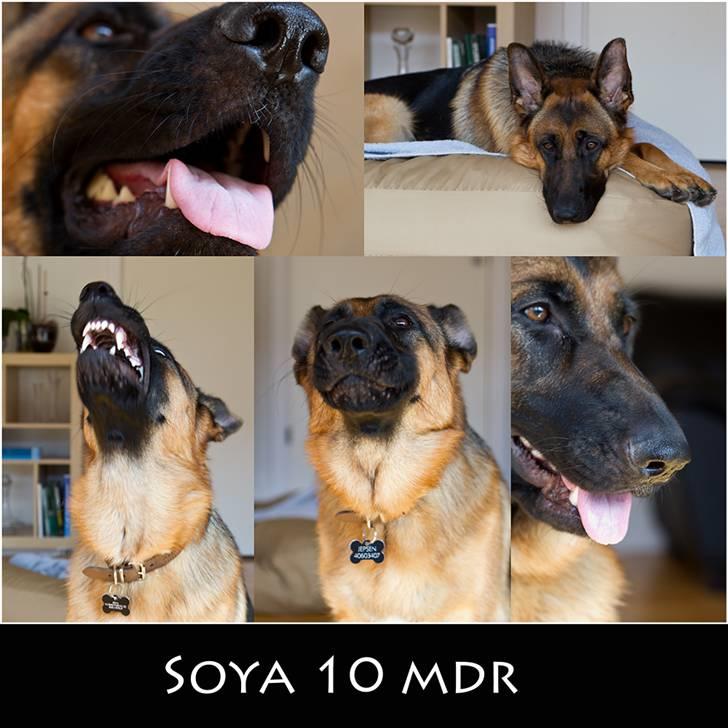 Schæferhund Soya billede 17
