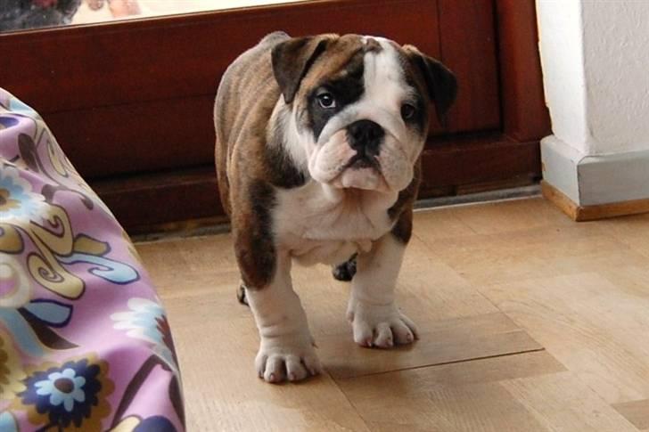 Engelsk bulldog Herman billede 8