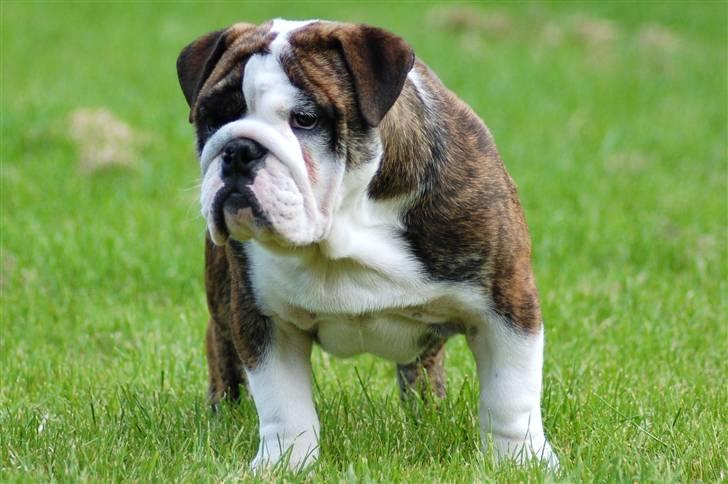 Engelsk bulldog Herman billede 9