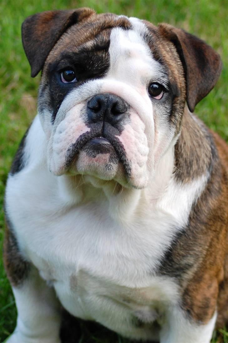 Engelsk bulldog Herman billede 10
