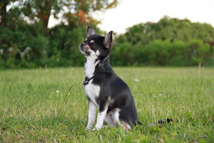 Chihuahua Wilma - 1 juli 2010, 11 mdr billede 7