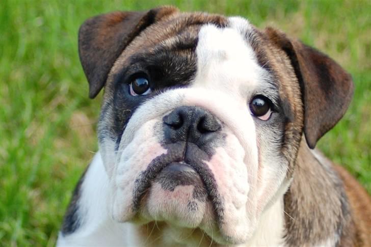 Engelsk bulldog Herman billede 11