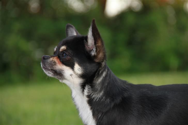 Chihuahua Wilma billede 8