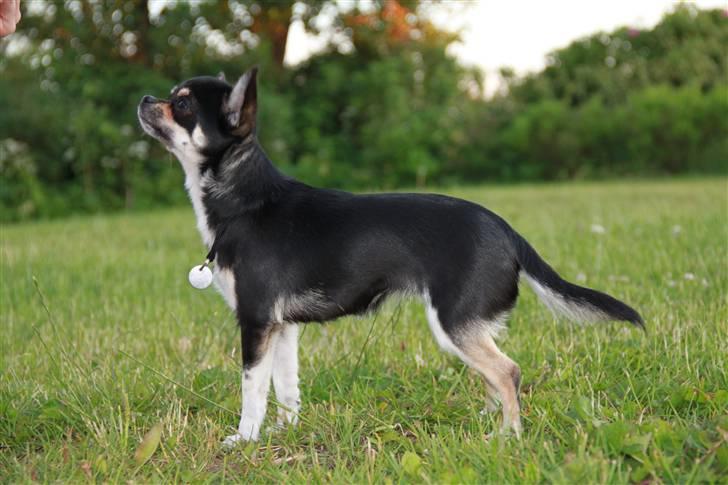 Chihuahua Wilma billede 9