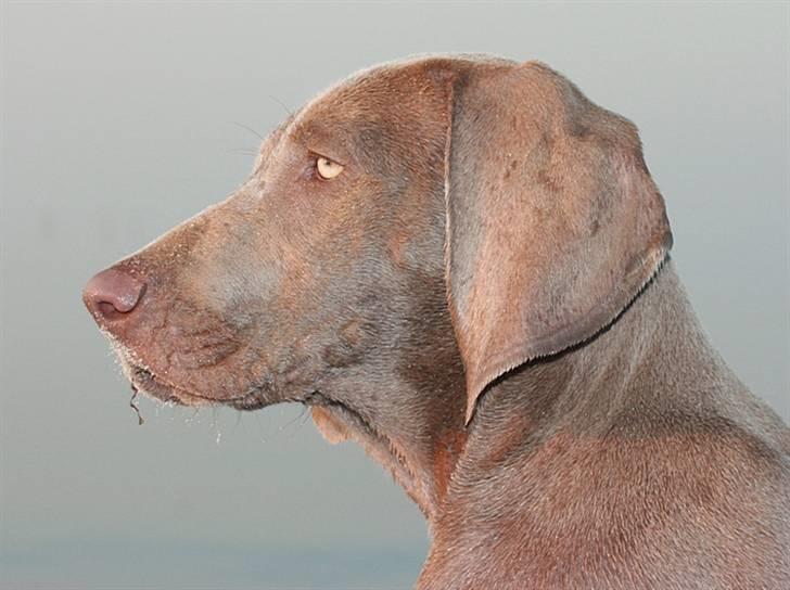Weimaraner Hot Shoot´s Lotto (Anden) HD-A - 29.08.2010 - på stranden kl 5 morgen billede 13
