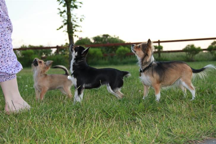 Chihuahua Wilma billede 10