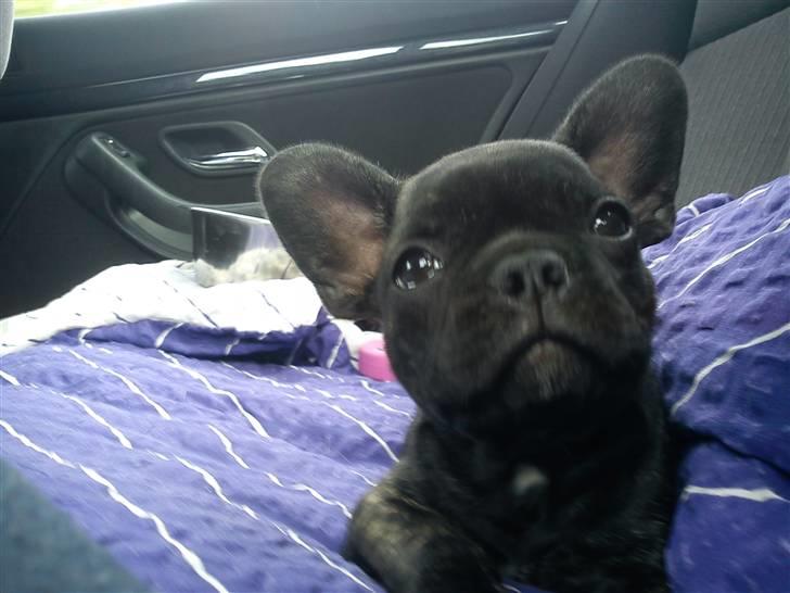 Fransk bulldog Kesi Kjeld - På vej hjem til mit nye hjem..  billede 7