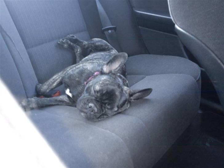 Fransk bulldog Kesi Kjeld - Ude og køre bil. Det er en god anledning til at tage en lille lur billede 8