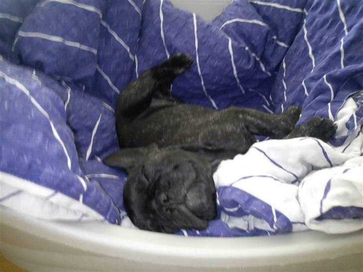 Fransk bulldog Kesi Kjeld - Åhh sikke en dejlig hundekurv min mor har lavet til mig  billede 9