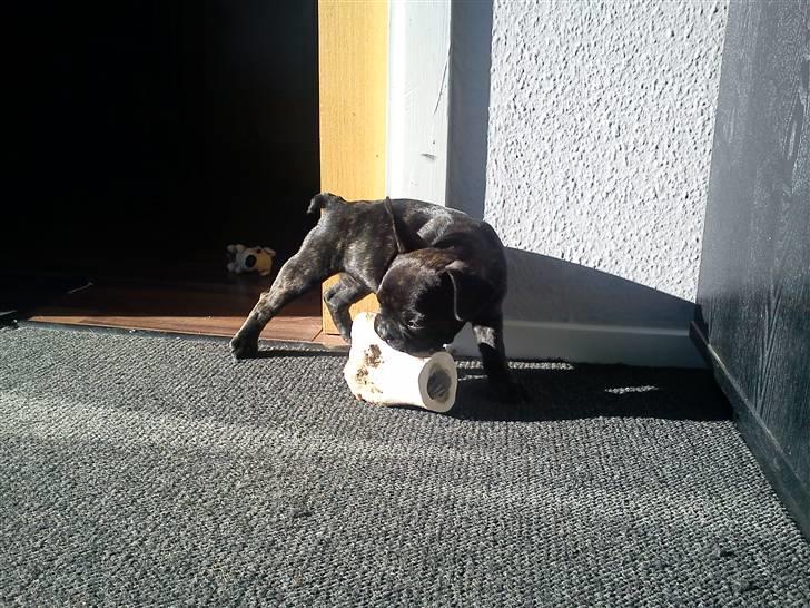 Fransk bulldog Kesi Kjeld - Wooow, se lige det ben her mor, hvorfor må gabbi få sådan et stort et, når jeg ikke må :o billede 10