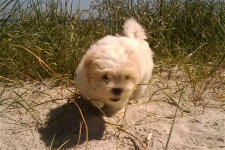 Blanding af racer Mikkel - Så er man på vagt i de "nye" omgivelser billede 17