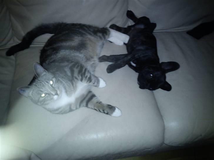 Fransk bulldog Kesi Kjeld - Min nye ven monty, han er så sød og overbærene overfor mig..  billede 11