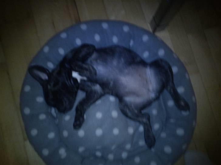 Fransk bulldog Kesi Kjeld - arrh dejlig pude mormor har givet mig, i ´´indflyttergave´´ billede 13