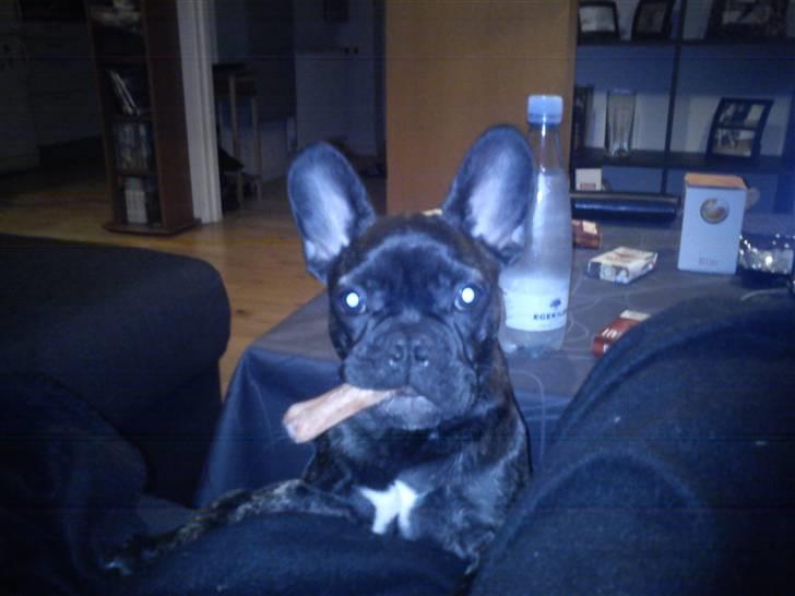 Fransk bulldog Kesi Kjeld - er du helt sikker på at jeg ikke må have mit ben med i sofaen, vi kan godt dele hvis det er ?? billede 14