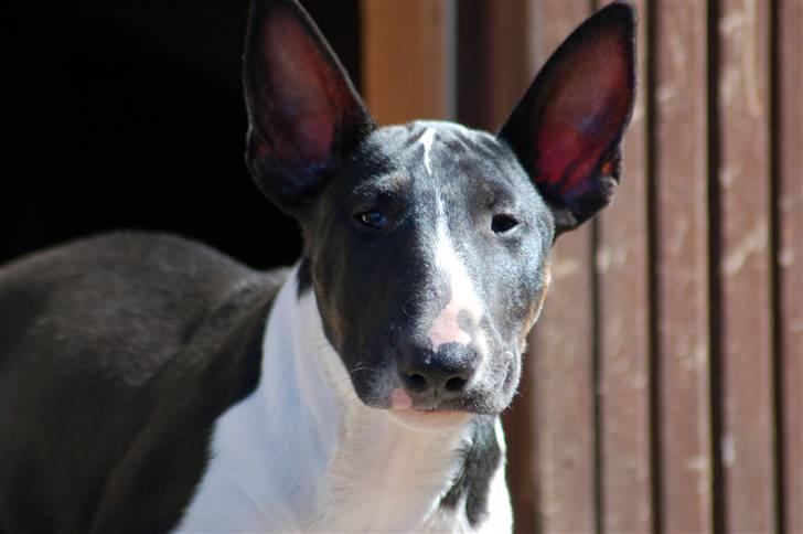 Bullterrier Chili billede 8