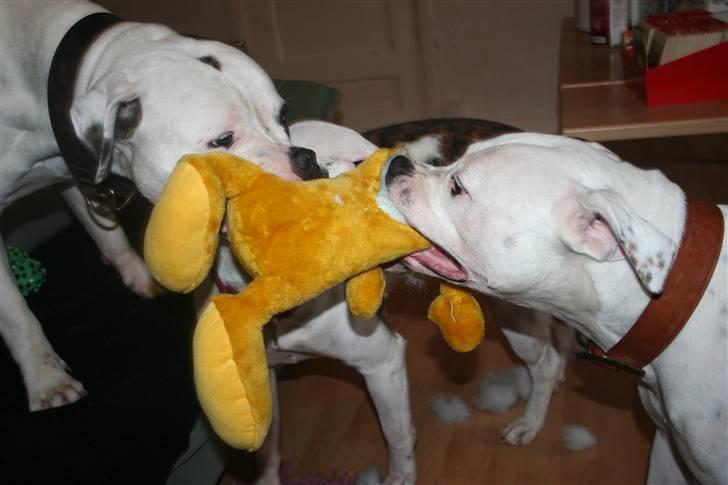 Amerikansk bulldog BAB´s Mercedes - hiver bamse med de andre NYT billede 19