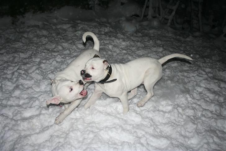 Amerikansk bulldog BAB´s Mercedes - leger lige med bror mand i sne´en NYT billede 20