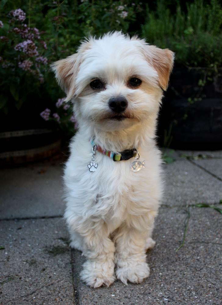 Blanding af racer Noah billede 7