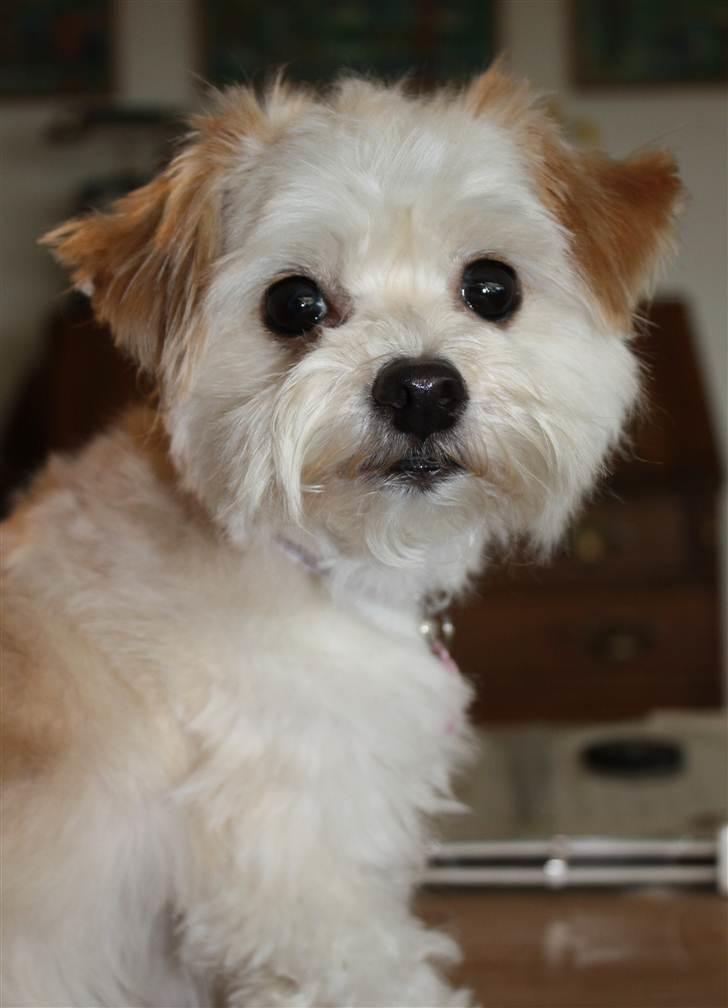 Blanding af racer Noah billede 19