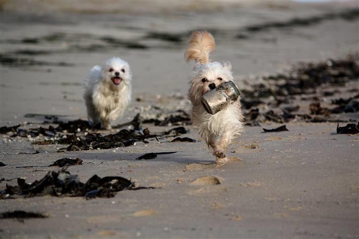 Blanding af racer Noah - Noah i fuld fart væk fra Cleo  billede 17