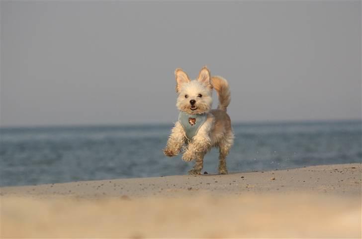 Blanding af racer Noah - Noah i flyvende fart billede 16