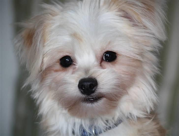 Blanding af racer Noah - Her er Noah en  måned efter han kom hjem til os i Danmart billede 8