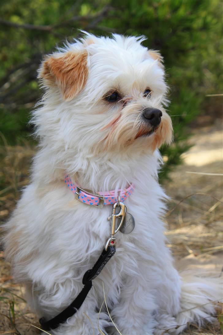 Blanding af racer Noah - Noah på skovtur billede 22