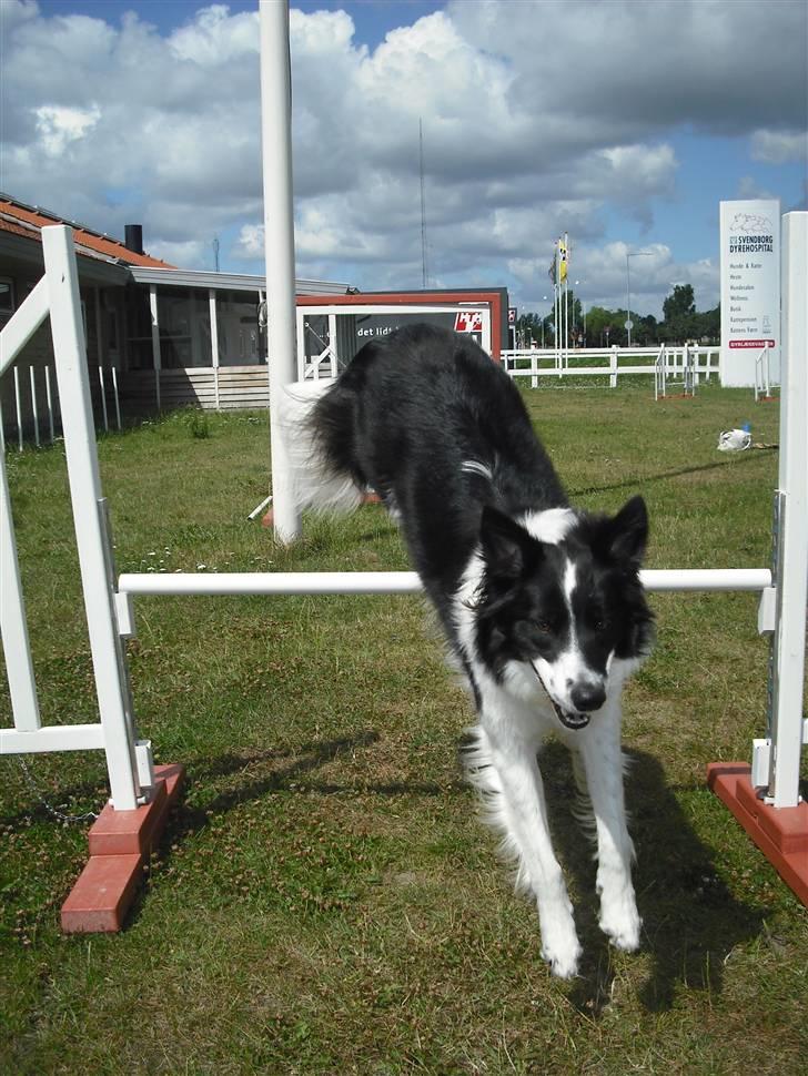 Border collie Meeko (Himmelhund) - Agility hund :P   *Taget d. 18/7-10* billede 3