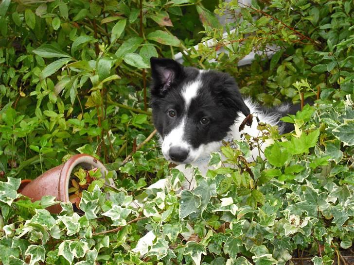 Border collie Meeko (Himmelhund) billede 4