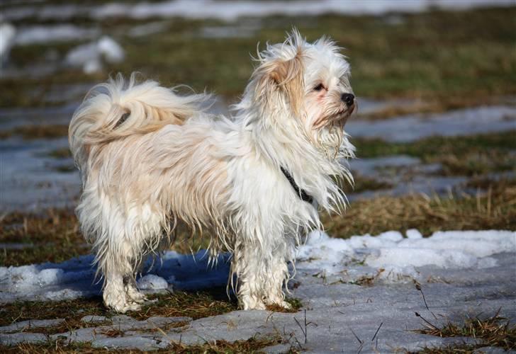 Blanding af racer Noah - Noah  med langt hår billede 23