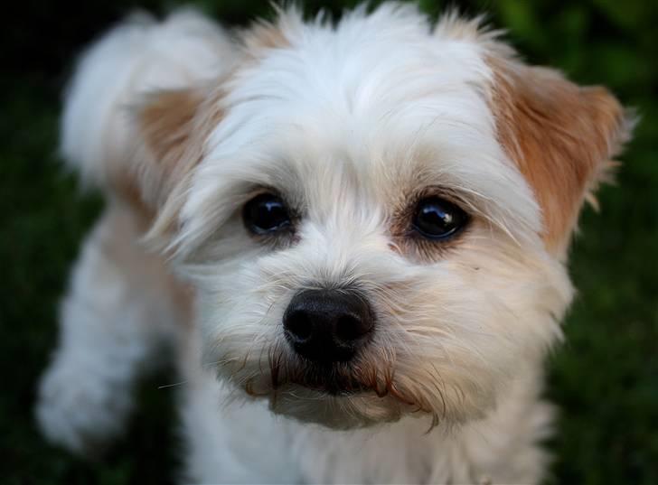 Blanding af racer Noah billede 24