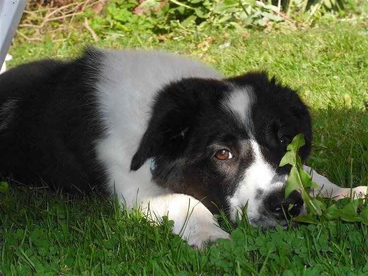 Border collie Meeko (Himmelhund) - Du kan ikke se mig. Jeg gemmer mig bag et mælkebøtteblad. billede 5