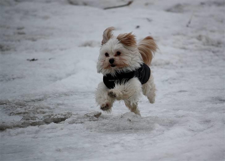 Blanding af racer Noah billede 18