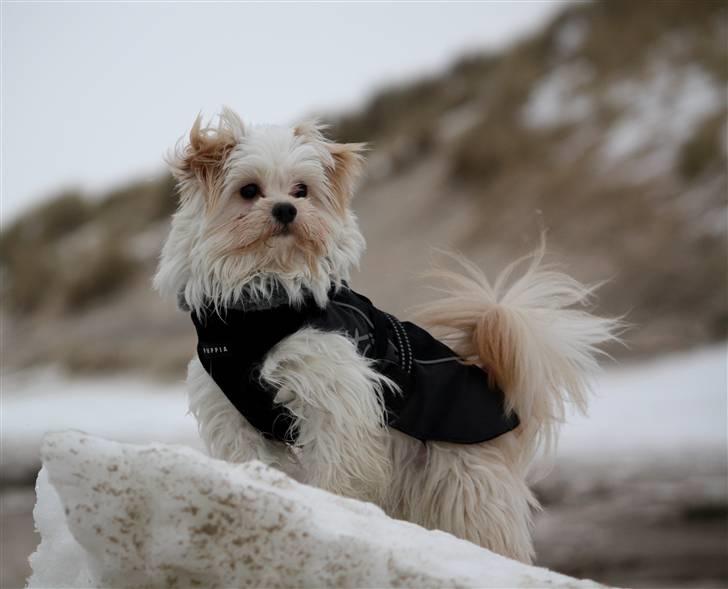 Blanding af racer Noah billede 25