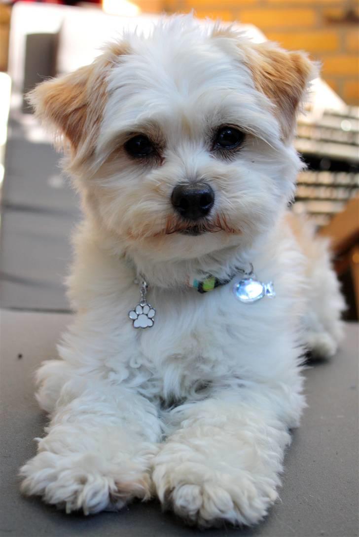 Blanding af racer Noah billede 26