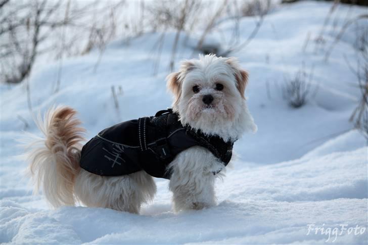 Blanding af racer Noah billede 27